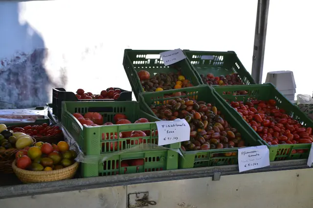 Tomaten aus dem Südburgenland. | Foto: Rosenberger