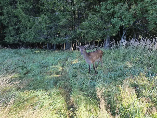 Foto: Tierparadies Schabenreith | Hofner