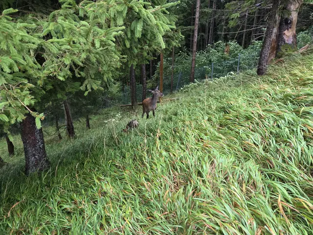 Foto: Tierparadies Schabenreith | Hofner
