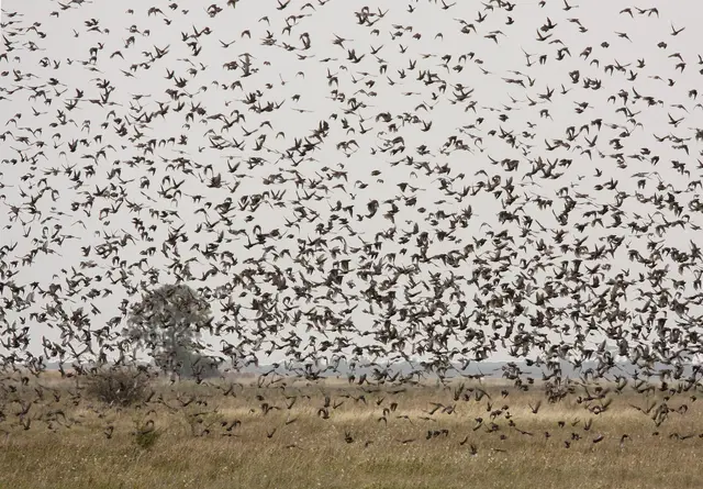 Im Burgenland kommen Stare zu tausenden vor und können ganze Ernten zerstören. MeinBezirk erklärt, wie sie vertrieben werden.  | Foto: M.Dvorak