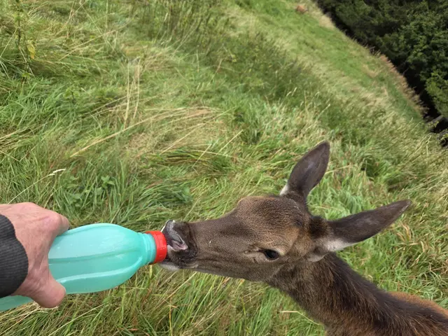 Foto: Tierparadies Schabenreith | Hofner