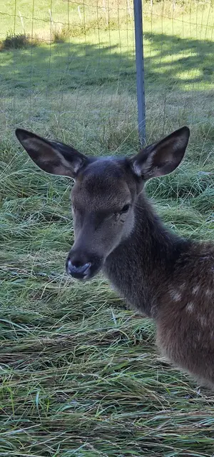 Foto: Tierparadies Schabenreith | Hofner