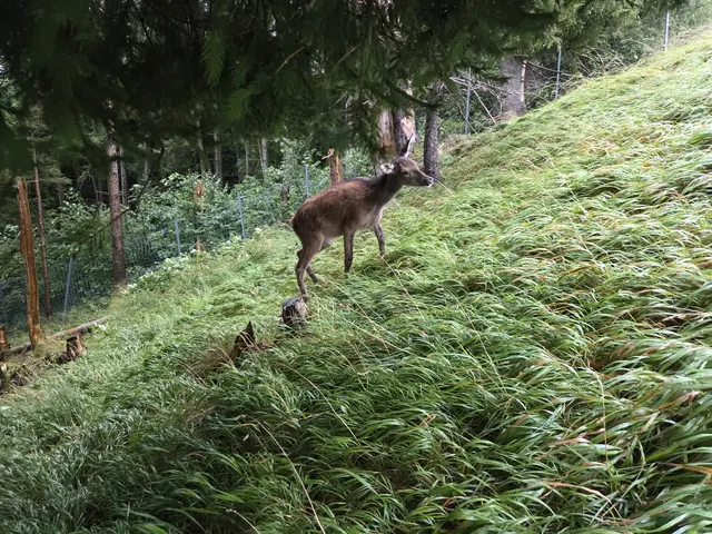 Foto: Tierparadies Schabenreith | Hofner