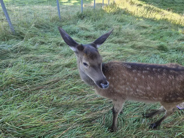 Im Tierparadies Schabenreith lebt Goliath nun im großzügigen, abgesicherten Rehwald, der ihm naturnahe Bedingungen bietet.  | Foto: Tierparadies Schabenreith | Hofner