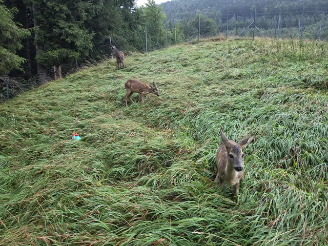 Foto: Tierparadies Schabenreith | Hofner