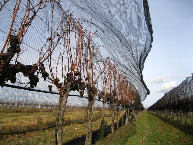 Winzerinnen und Winzer sind verpflichtet, mit Netzen die Trauben vor den Staren zu schützen. | Foto: F. Kerschbaum