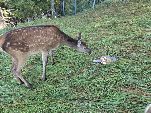 Foto: Tierparadies Schabenreith | Hofner