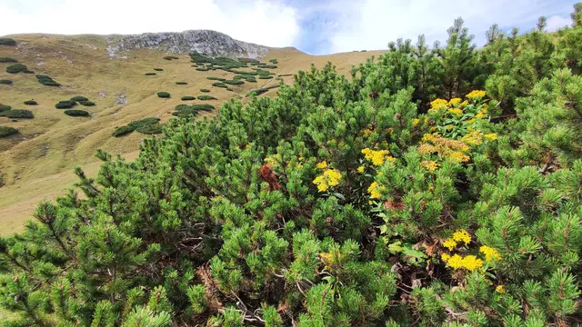 mitten im Latschenbewuchs hat sich das Greiskraut durchgesetzt... | Foto: I.Wozonig