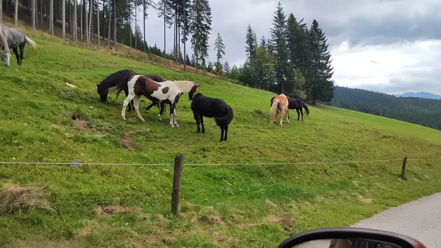 hier finden sie noch genug zum Fressen... | Foto: I.Wozonig