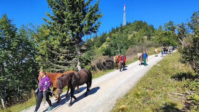 sehr schön war der Abtrieb der Pferde zu beobachten... | Foto: I.Wozonig