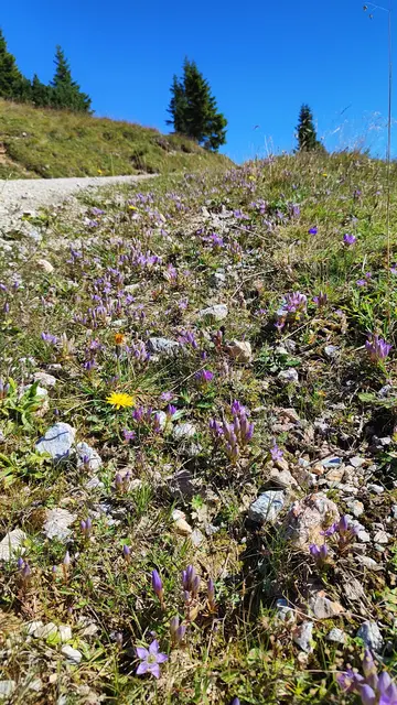 die Markierung bietet einige Abkürzungen an, wir gehen gemütlich die Straße entlang... | Foto: I.Wozonig