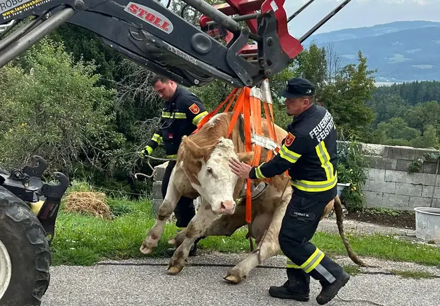 Hier wird die verletzte Kuh geborgen. | Foto: Feuerwehr Feistritz ob Bleiburg
