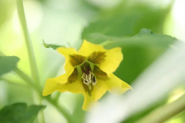 Bezaubernde kleine Blüten