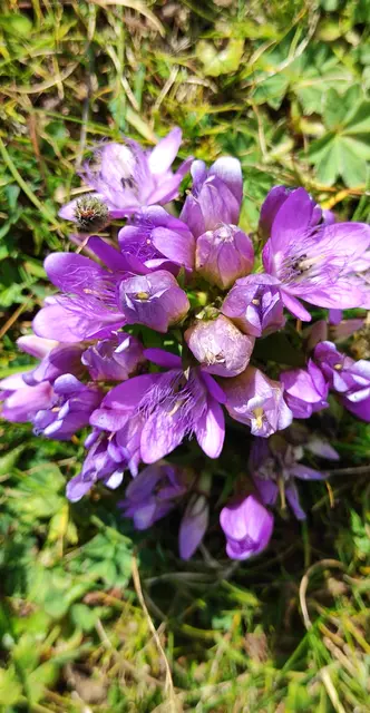 der Fransenenzian genießt auch die Sonne... | Foto: I.Wozonig