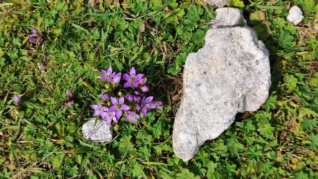 wie hübsch... | Foto: I.Wozonig