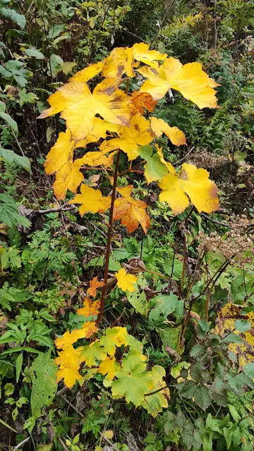 es herbstelt... | Foto: I.Wozonig