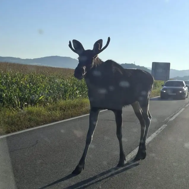 Elch Emil hat es nun in den Bezirk Melk verschlagen | Foto: Johannes Baumgartner/Facebook Gruppe "Was ist los in Loosdorf?