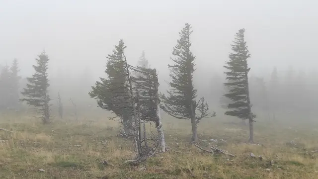 die Wetterbäume sehen wie Wesen aus... | Foto: I.Wozonig