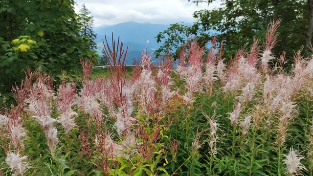 die Weidenröschen am Parkplatz werden auch noch einmal fotografiert... | Foto: I.Wozonig