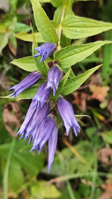 mein geliebter Schwalbenwurzenzian... | Foto: I.Wozonig