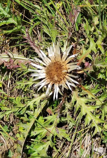 die Silberdistel zeigt uns das Schönwetter an... | Foto: I.Wozonig