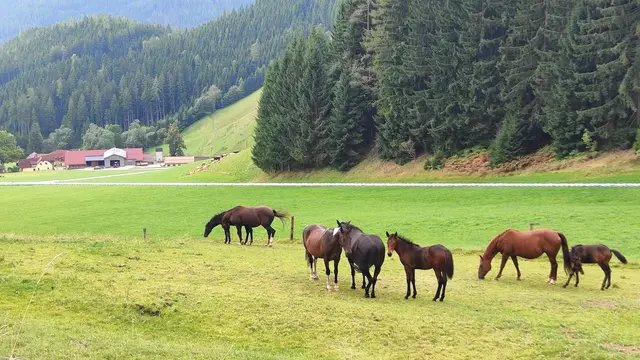 beim Michlbauerhof sehen wir die Pferde wieder... | Foto: I.Wozonig