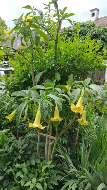 Trompetenstrauch | Foto: Von Mir