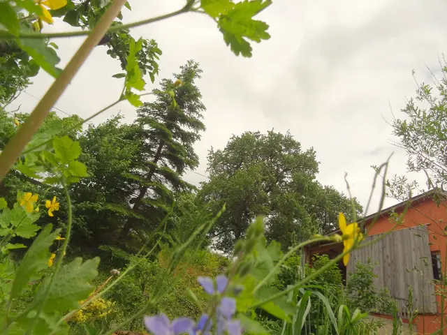 Baum und Sträucher vieles jedoch steht noch zu Füßen. | Foto: sibylle kreuter