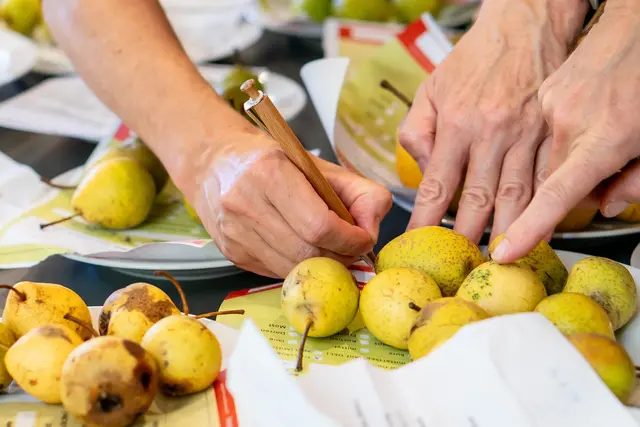Sortenbestimmungstage im Schloss Neubruck | Foto: Gerald Prüller/Cleanhill Studios