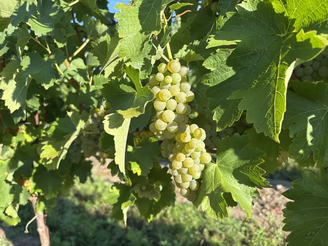 Burgenlands Weinbauern rechnen heuer mit einem Jahrtausend-Jahrgang. Rund 650.000 Hektoliter seien zu erwarten.  | Foto: Stefan Schneider