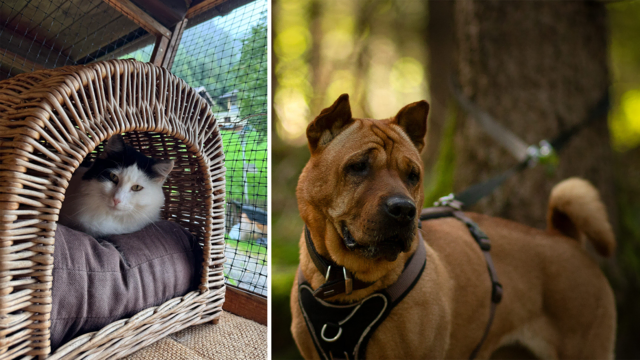 Leni und Xena warten im Tierheim auf ihr Happy End. | Foto: Tierschutzverein/MeinBezirk