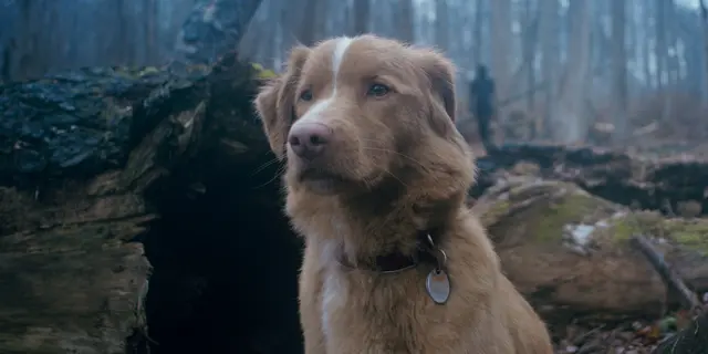 Good Boy | Foto: 2025 US, R: Ben Leonberg
