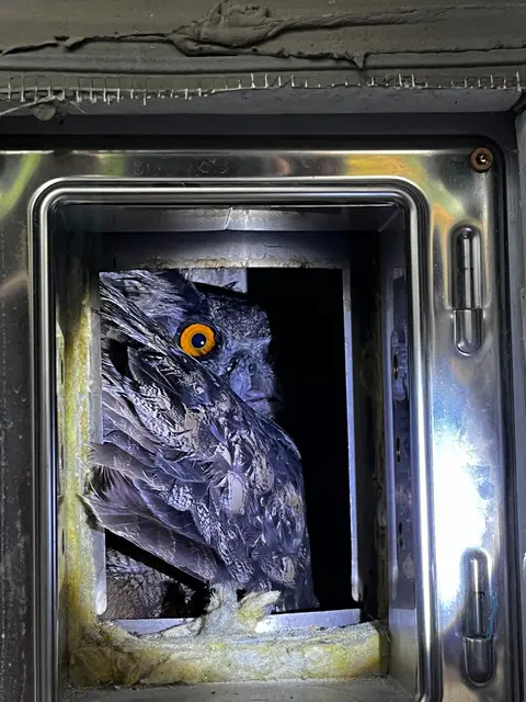 Ein fast zehn Kilogramm schwerer Uhu steckte in einer Kaminröhre fest. | Foto: Feuerwehr Altmünster