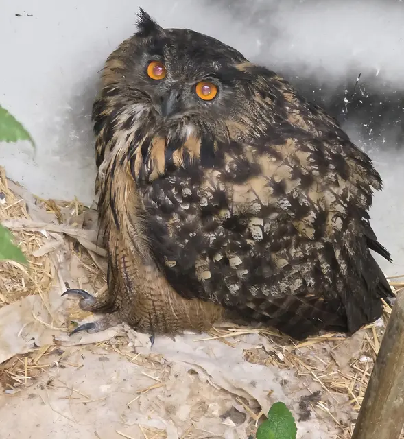 Foto: Wildtierstation Aurachtal
