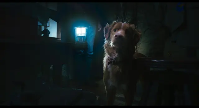 Good Boy | Foto: 2025 US, R: Ben Leonberg
