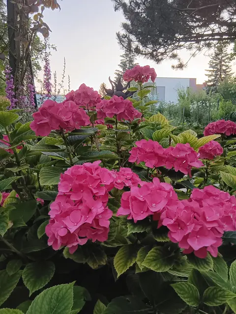 Hortensien in voller Blütenpracht | Foto: Hilde Guttmann