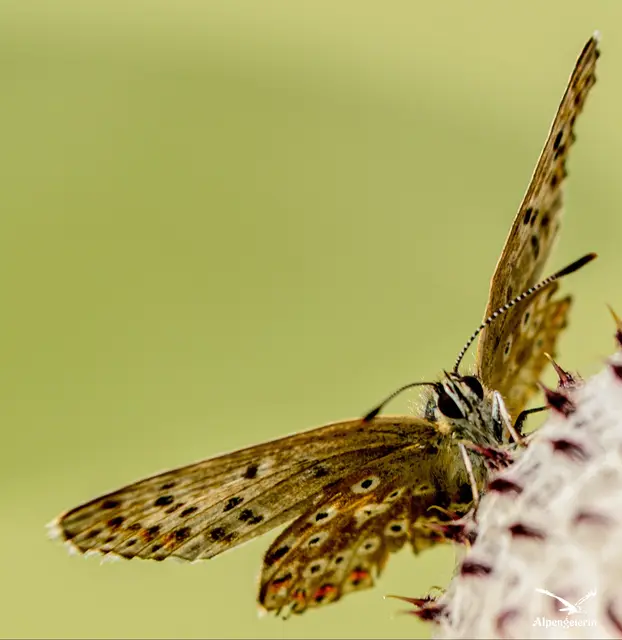 Foto: Janet Bleiker/ Alpengeierin