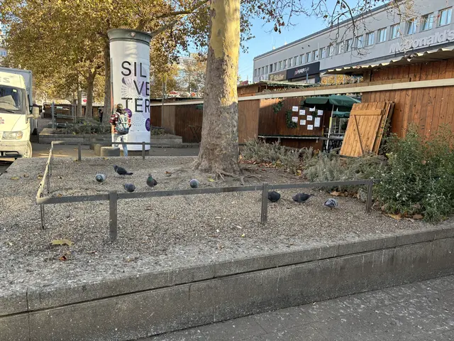Überall Tauben auf dem Franz-Jonas-Platz. Bei einer Sitzung der Bezirksvertretung wurde über das Problem gesprochen. | Foto: Luise Schmid