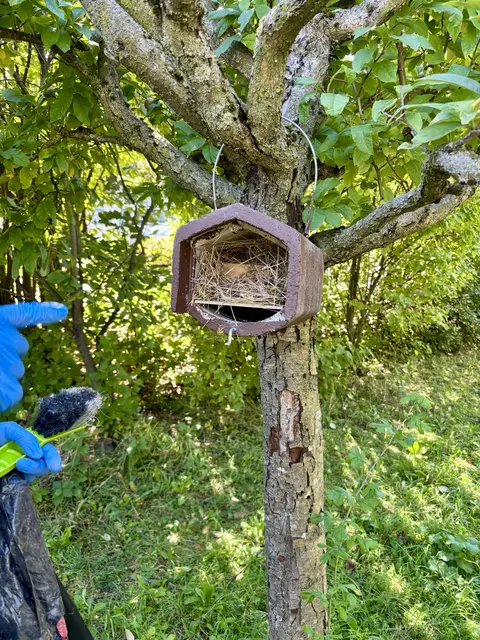 Das ist ein Nistkasten mit einem Schutz vor Feinden, wie Mardar oder Katzen.  | Foto: Tanja Handlfinger