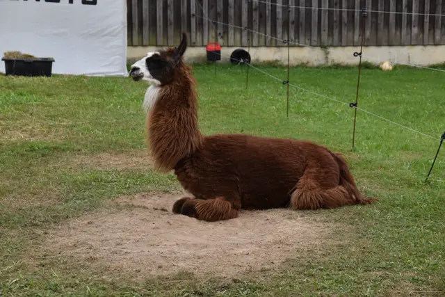 Tag der offenen Tür bei der Wohngruppe in Gumprechtsfelden: Einblicke in die tiergestützte Pädagogik | Foto: Roland Mayr/MeinBezirk Scheibbs