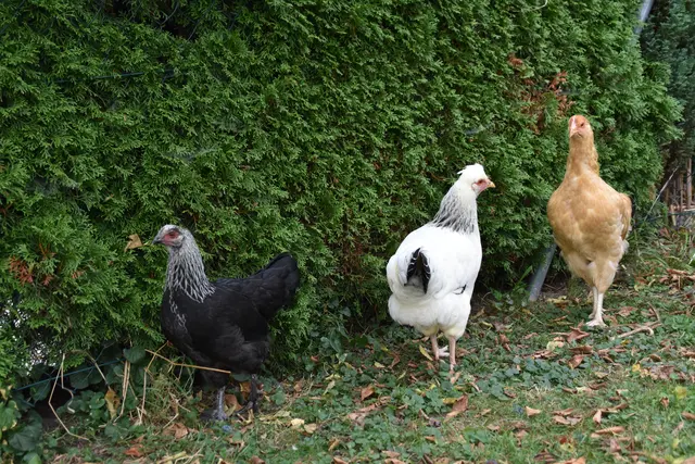 Tag der offenen Tür bei der Wohngruppe in Gumprechtsfelden: Einblicke in die tiergestützte Pädagogik | Foto: Roland Mayr/MeinBezirk Scheibbs