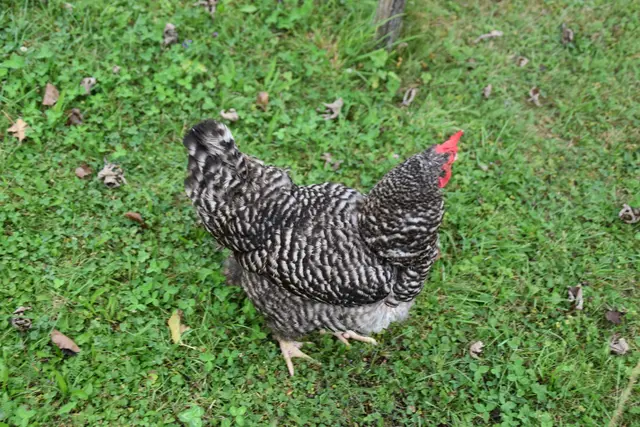 Tag der offenen Tür bei der Wohngruppe in Gumprechtsfelden: Einblicke in die tiergestützte Pädagogik | Foto: Roland Mayr/MeinBezirk Scheibbs