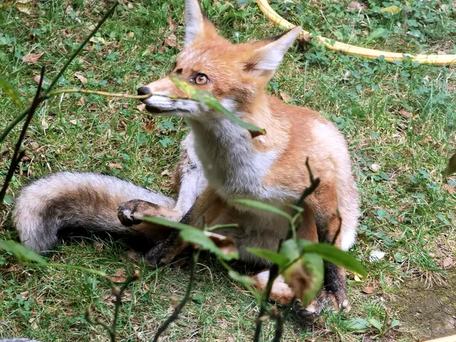 Der wilde Fuchs tauchte im Garten eines Ottakringer Bewohners auf. Seit mehreren Wochen lebt er jetzt schon dort.  | Foto: Z.V.g.