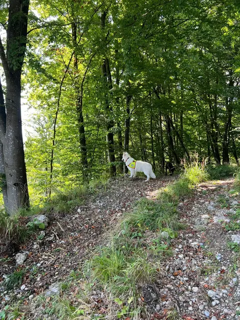 Foto: Österreichische Rettungshundebrigade