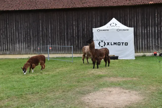 Tag der offenen Tür bei der Wohngruppe in Gumprechtsfelden: Einblicke in die tiergestützte Pädagogik | Foto: Roland Mayr/MeinBezirk Scheibbs