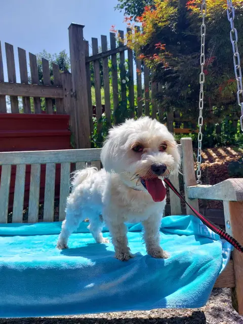 Chapo | Foto: Pfotenhilfe