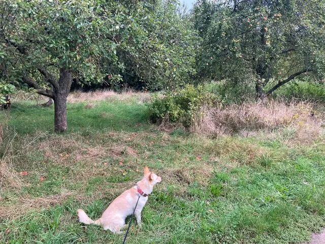 Die Hündin von Bürgermeister Michael Cech erkundet schon die potenzielle Hundewiese in Gablitz | Foto: Gemeinde Gablitz / Cech