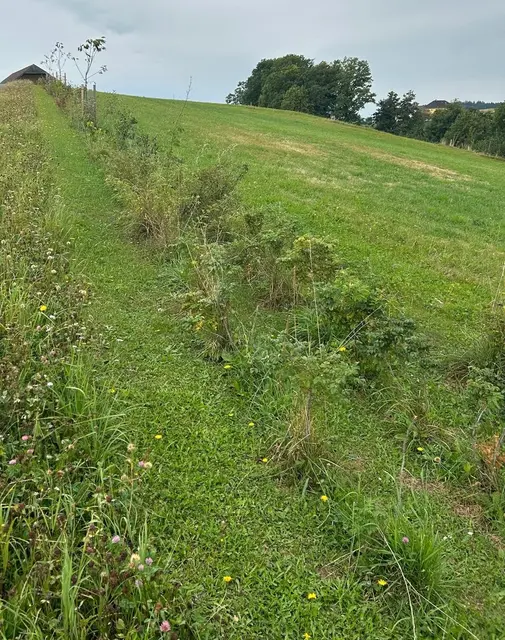 1.000 Sträucher und 260 Obstbäume von den Pabneukirchner Jägern gratis verteilt.  | Foto:  Andreas Ebner