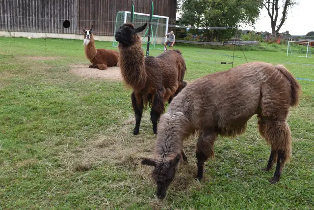 Tag der offenen Tür bei der Wohngruppe in Gumprechtsfelden: Einblicke in die tiergestützte Pädagogik | Foto: Roland Mayr/MeinBezirk Scheibbs