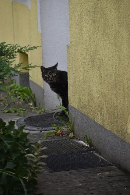Tag der offenen Tür bei der Wohngruppe in Gumprechtsfelden: Einblicke in die tiergestützte Pädagogik | Foto: Roland Mayr/MeinBezirk Scheibbs